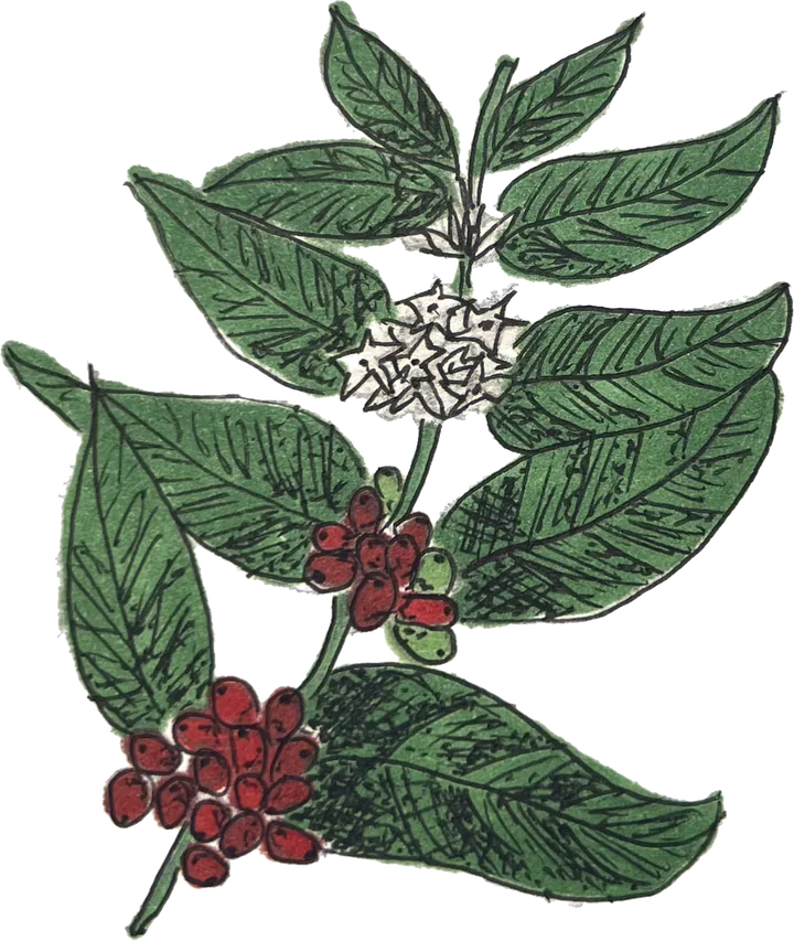 Hand-drawn coffee branch with green leaves, white blossoms and red coffee cherries